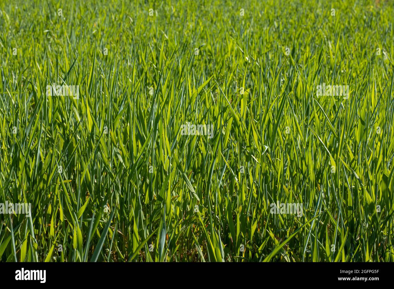 Grünes Feld von jungen Weizenkeimlingen aus der Nähe. Stockfoto
