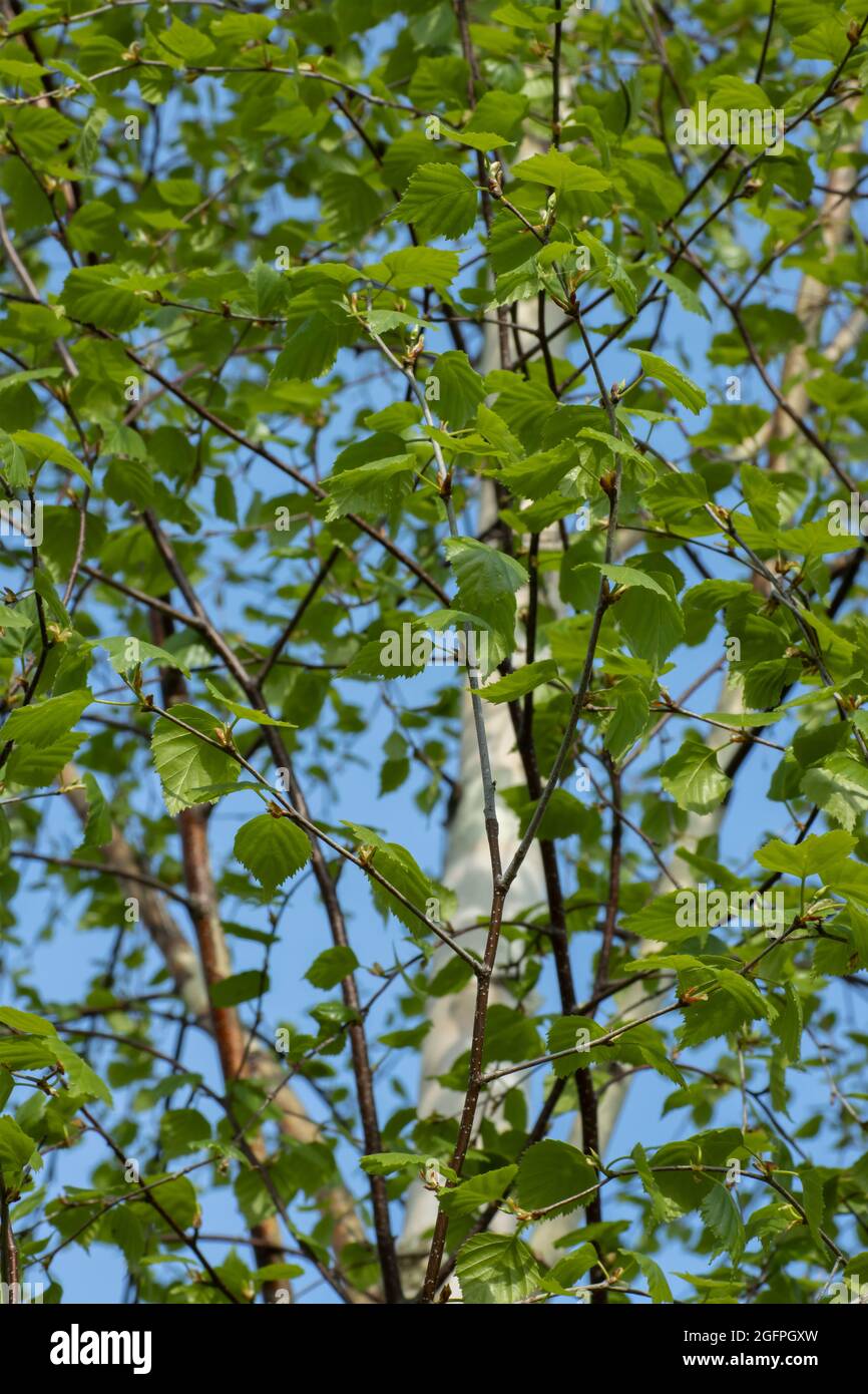 Junge grüne Blätter und Birkenzweige Frühlingslandschaft. Stockfoto
