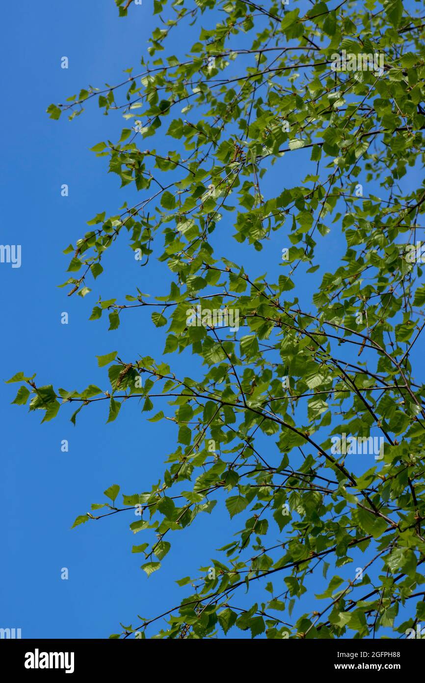 Birkenzweige mit jungen grünen Blättern gegen den blauen Himmel. Schönheit in der Natur. Stockfoto