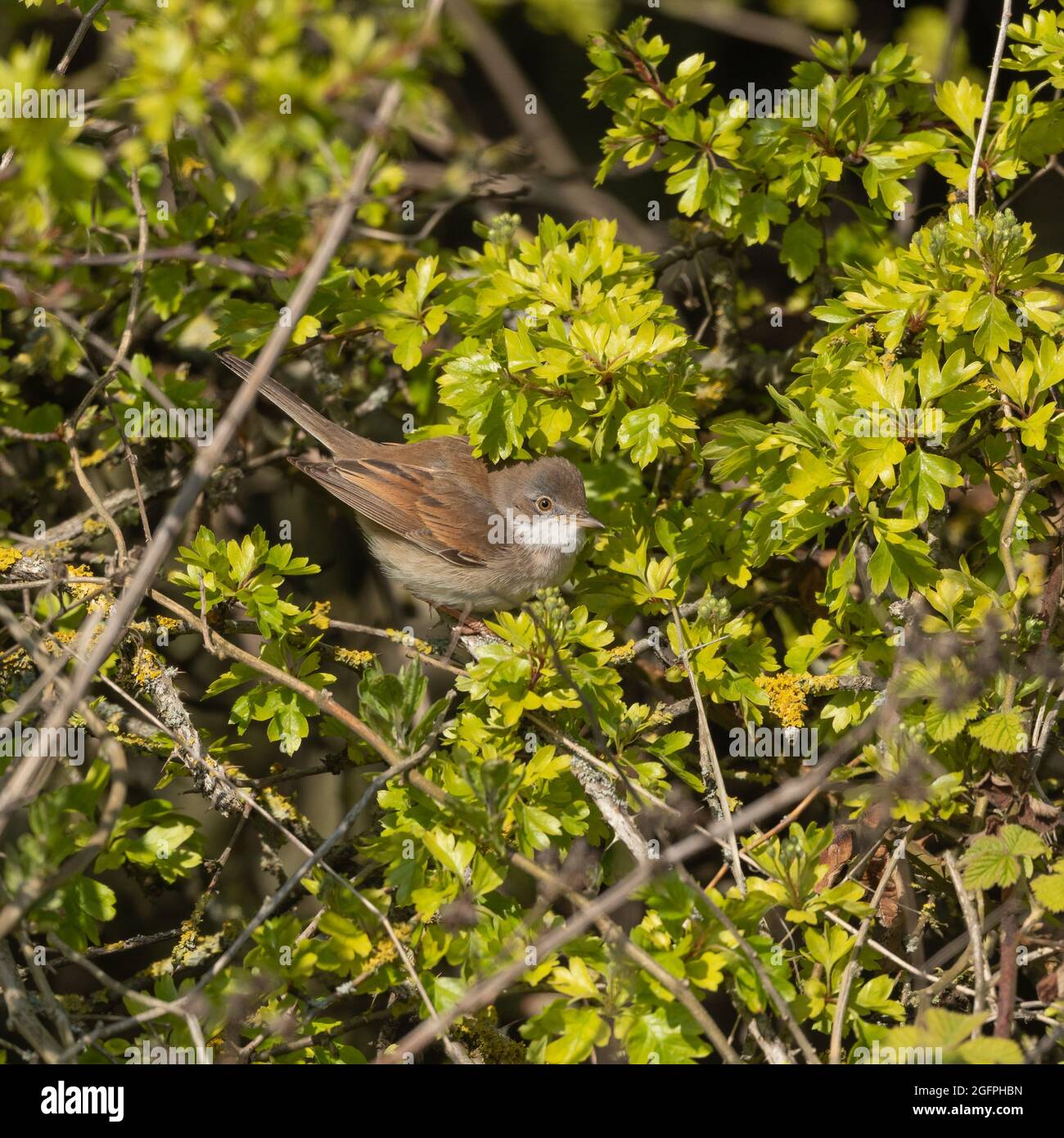 Gemeinsame Whitethroat Stockfoto