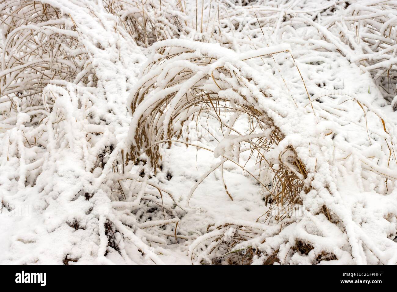 Gras im Schnee schöne Winterlandschaft für den Kalender. Stockfoto