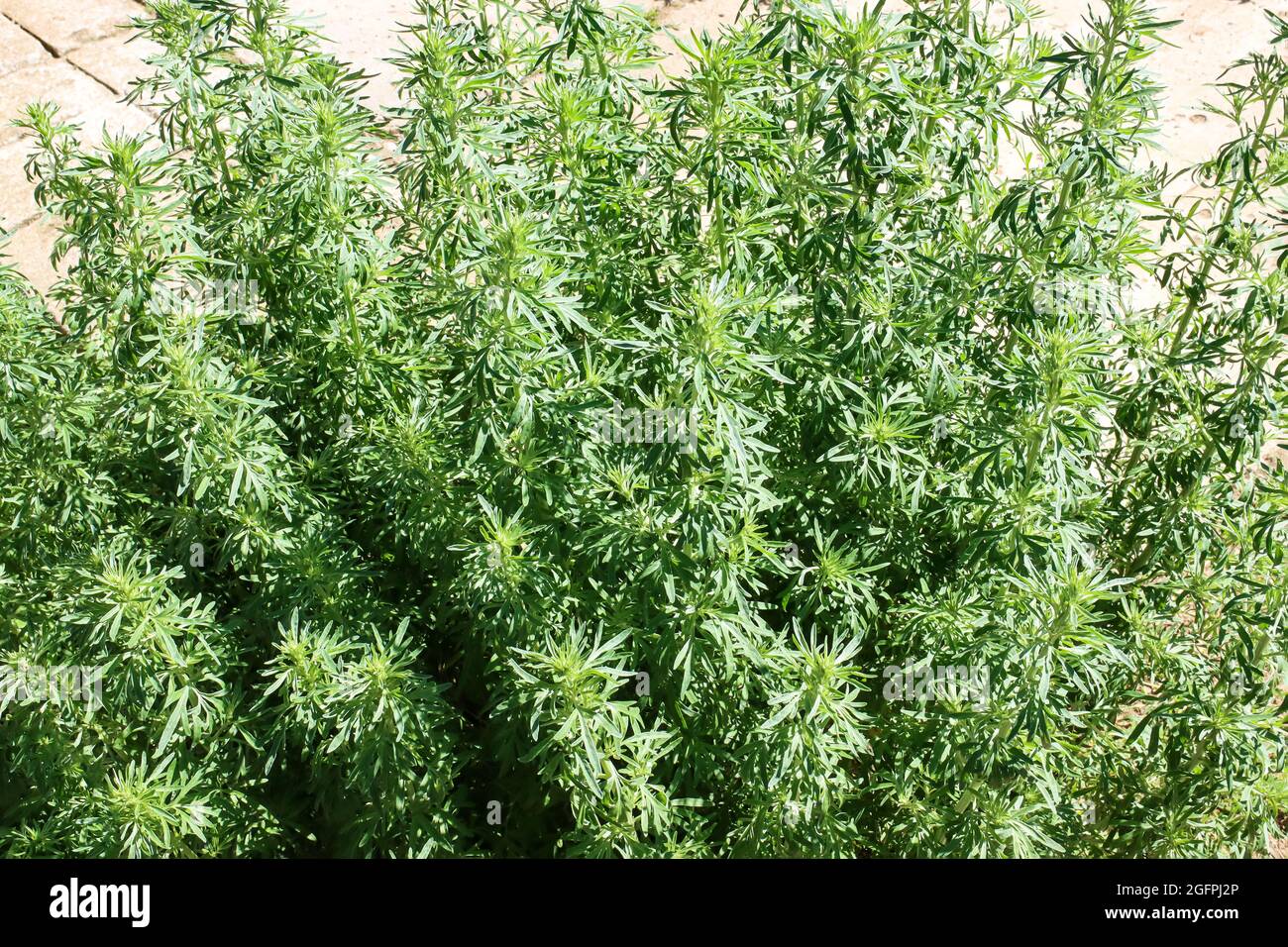 Grüner Wermut wächst im Garten, einer Heilpflanze, die in der Medizin verwendet wird. Stockfoto