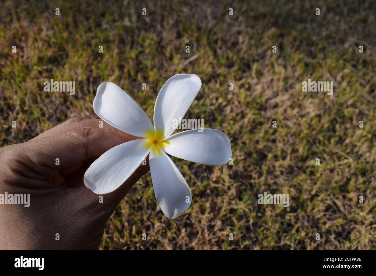 Schöne Plumeria Blumen auch als Champa oder Frangipani bekannt. Bund blühender weißer Blumen mit Knospen Stamm, der auf Grasboden im Rasengarten von liegt Stockfoto