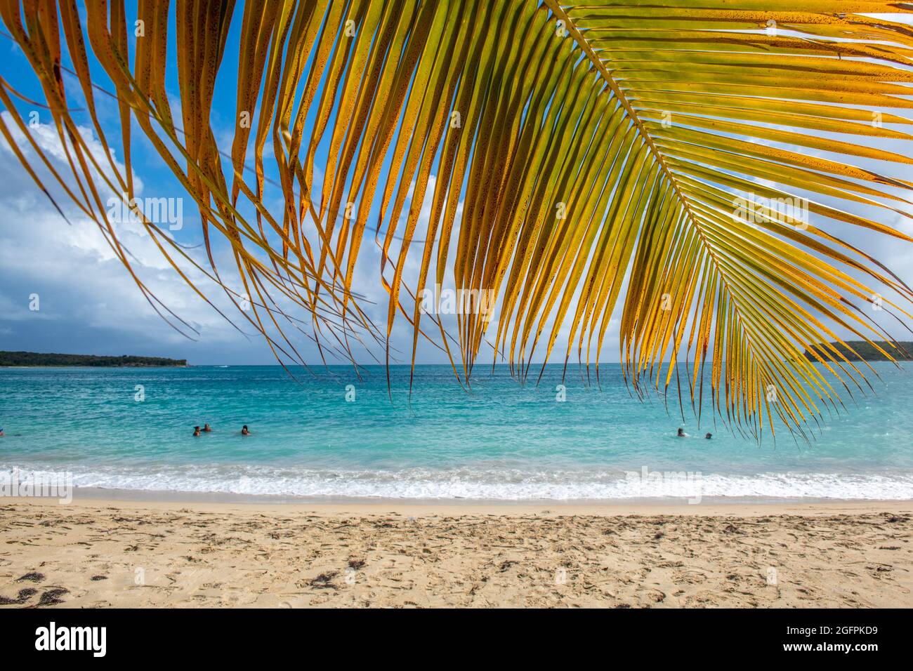 Blick auf das Wasser unter einer Palme am Strand - Puerto Rico Stockfoto