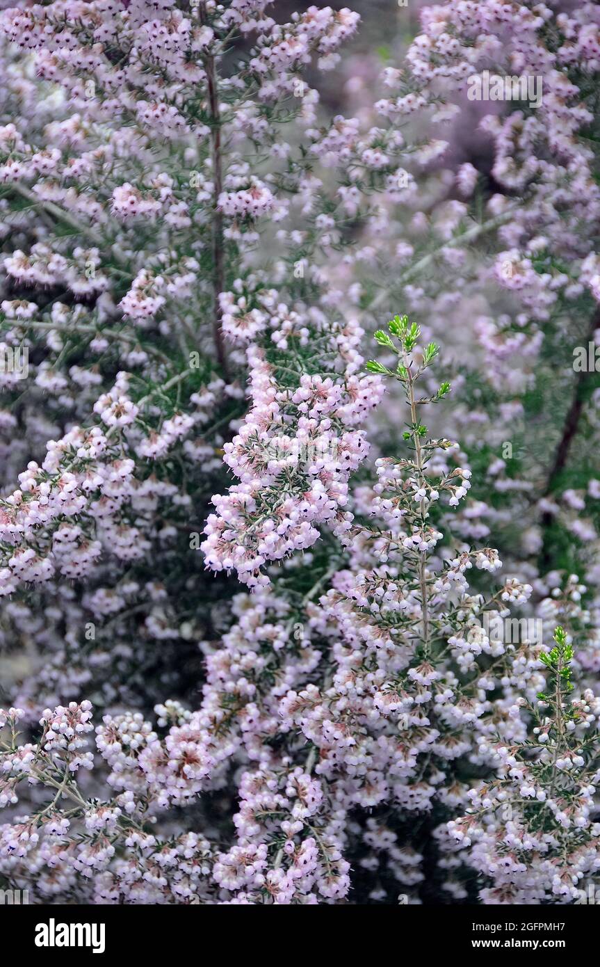 Kanalisierte Heide oder haarige graue Heide, Erica canaliculata, csatornás hanga Stockfoto