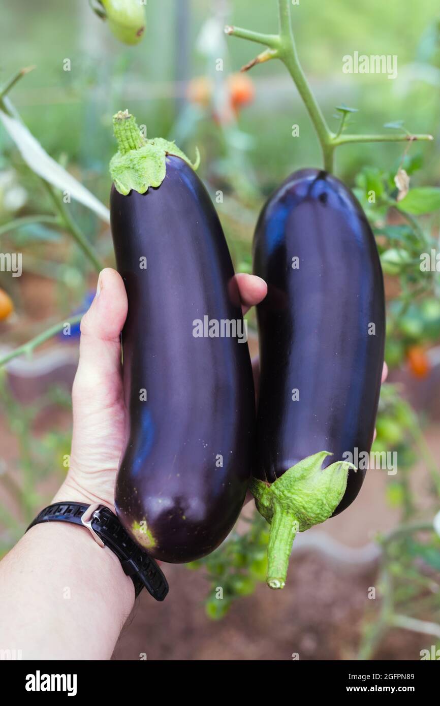 Hält Auberginen in der Hand. Auberginen in der Hand Stockfoto