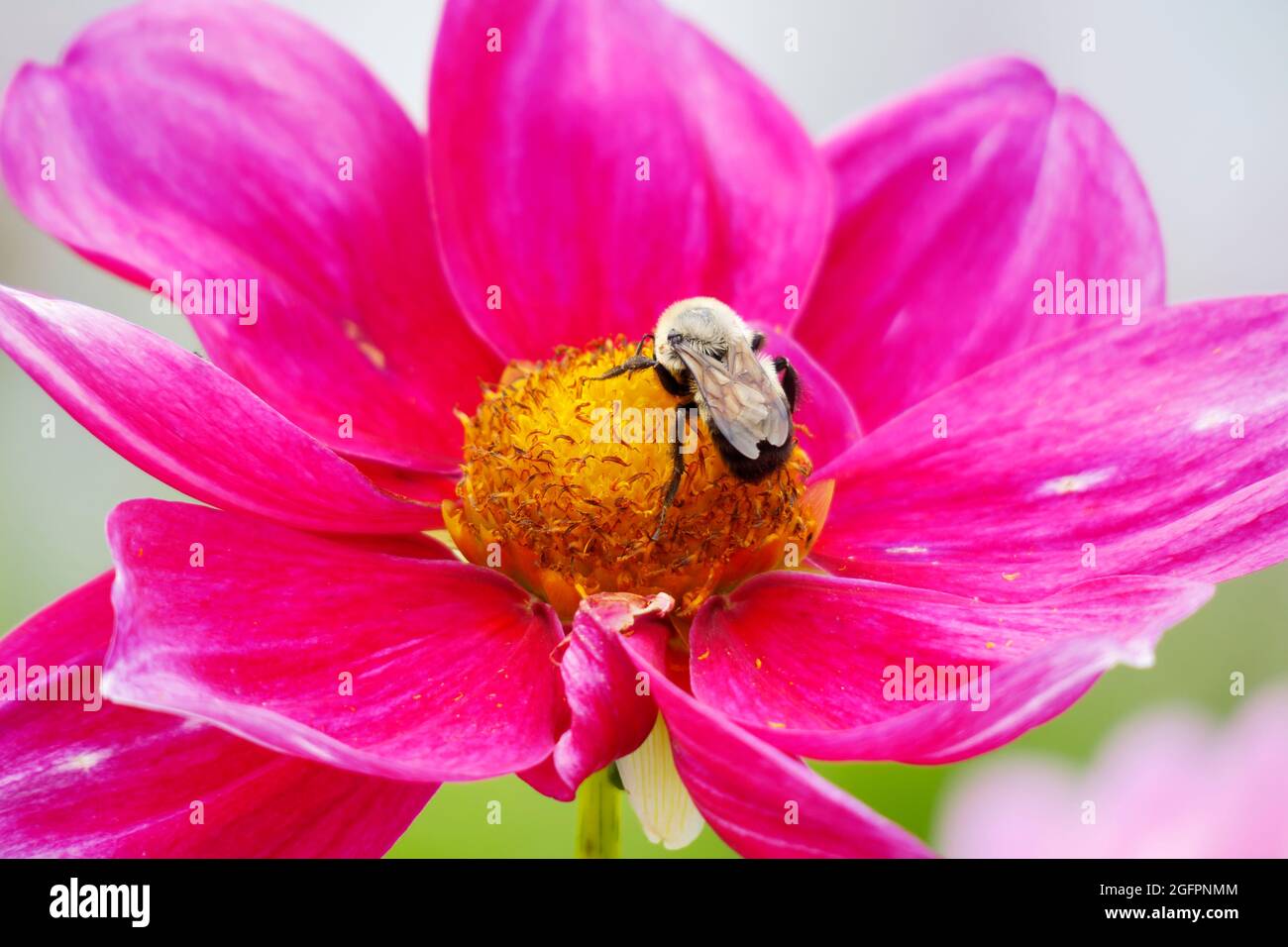 Rose Mignon Shades eine Dahlia-Blume mit ihren leuchtend rosa Fuchsia-Blütenblättern zieht eine Bumble Bee an, die im Gelben Zentrum gelandet ist, um sie zu bestäuben Stockfoto