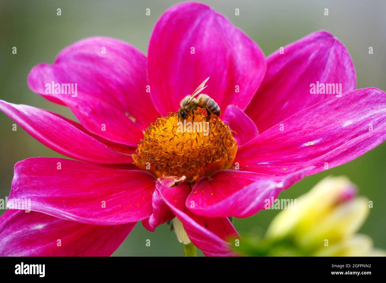 Rose Mignon Shades Single Dahlia Flower mit seinen leuchtend rosa Fuchsia Blütenblättern zieht eine Honigbiene an, die im Gelben Zentrum gelandet ist, um sie zu bestäuben Stockfoto