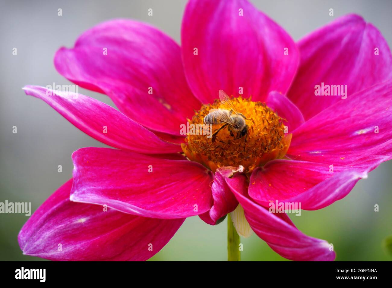 Rose Mignon Shades Single Dahlia Flower mit seinen leuchtend rosa Fuchsia Blütenblättern zieht eine Honigbiene an, die im Gelben Zentrum gelandet ist, um sie zu bestäuben Stockfoto
