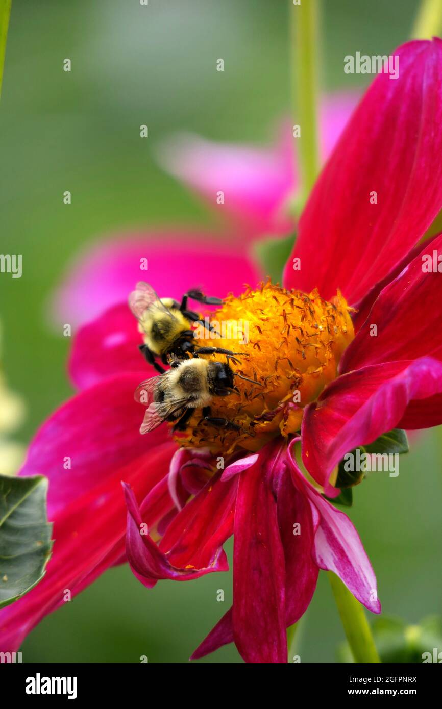 Rose Mignon Shades eine Dahlia-Blume mit ihren leuchtend rosa Fuchsia-Blütenblättern zieht eine Bumble Bee an, die im Gelben Zentrum gelandet ist, um sie zu bestäuben Stockfoto