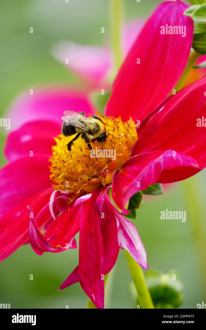 Rose Mignon Shades eine Dahlia-Blume mit ihren leuchtend rosa Fuchsia-Blütenblättern zieht eine Bumble Bee an, die im Gelben Zentrum gelandet ist, um sie zu bestäuben Stockfoto