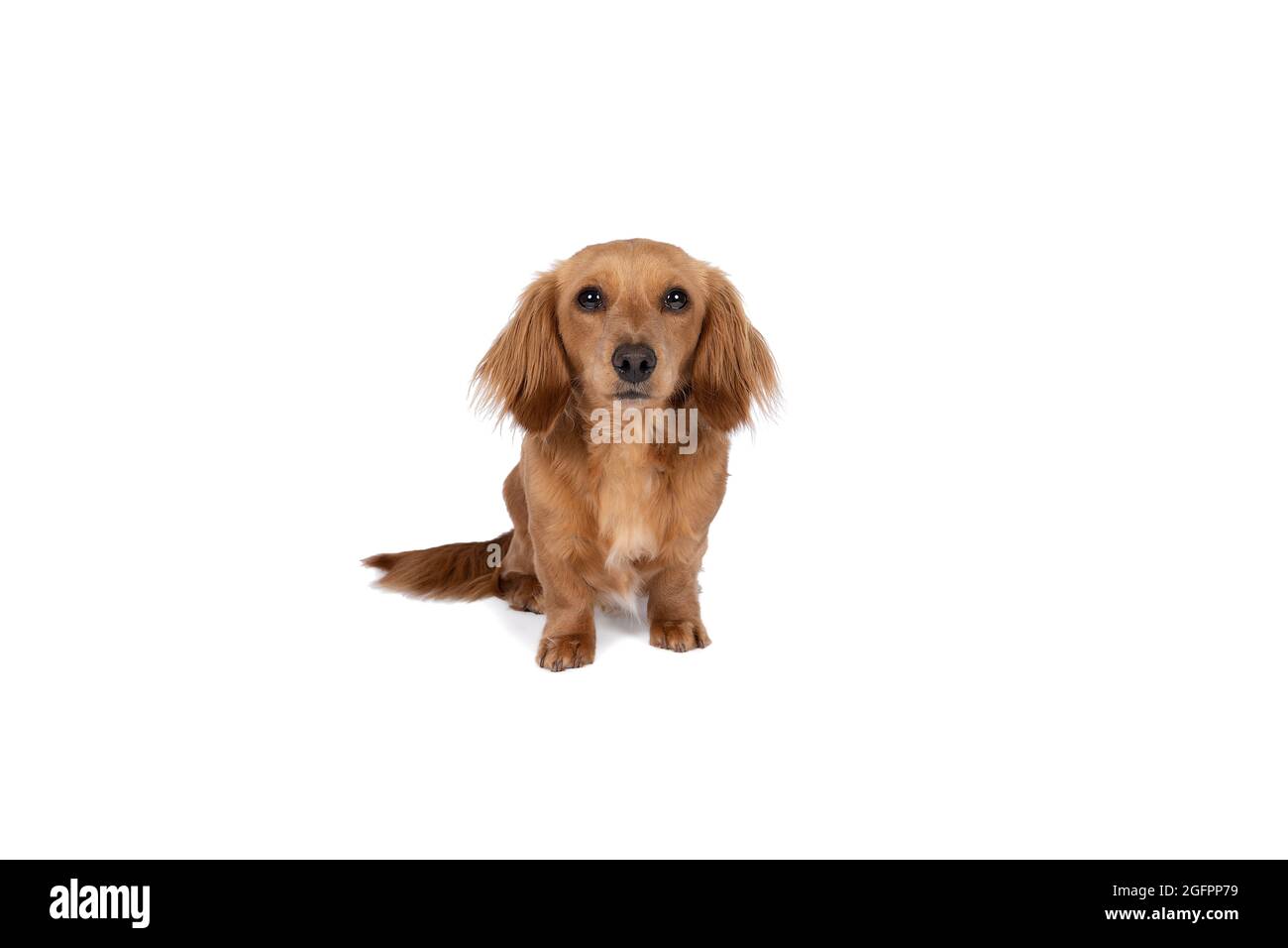 Nahaufnahme eines erwachsenen blonden langhaarigen Dachshund-Hundes, isoliert auf weißem Hintergrund Stockfoto