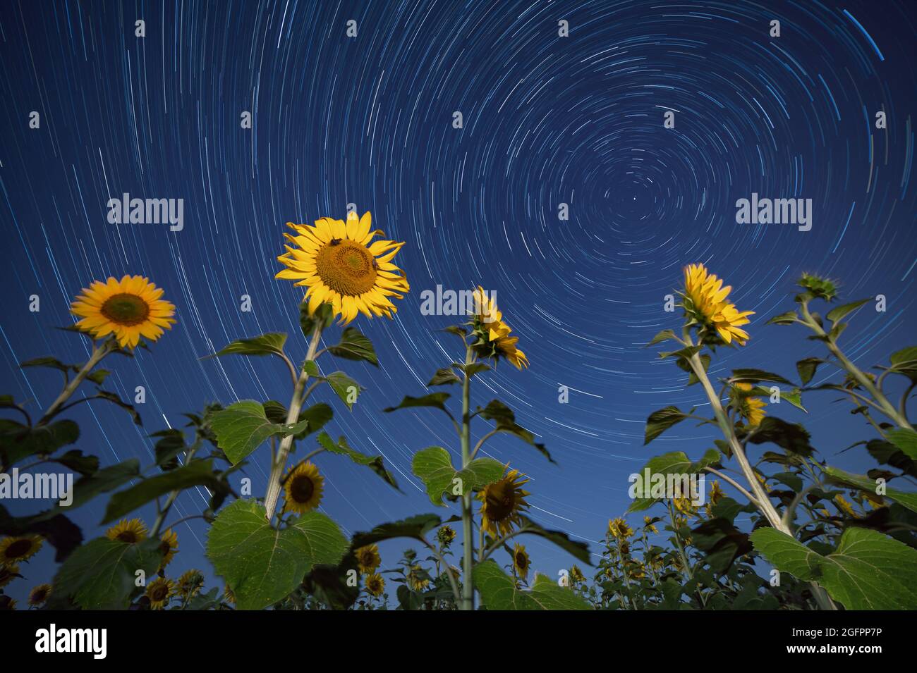 Sonnenblumen im Mondlicht gegen Sternenhimmel. Sternennacht launische Bild. Stockfoto