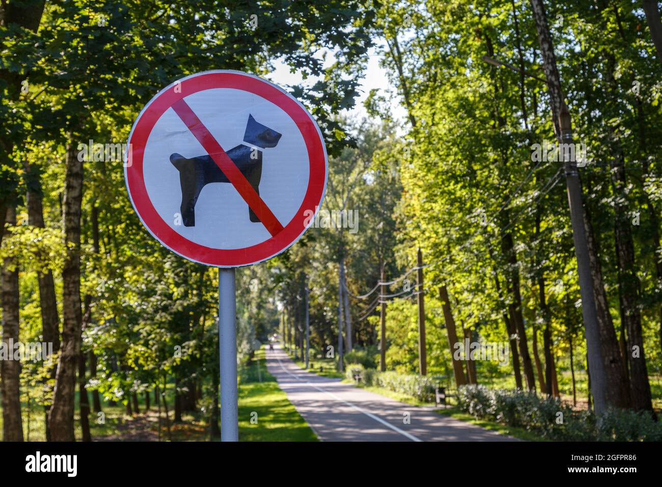 Weiß-rot, keine Hunde dürfen im Sommer grünen Parkwald an der Stange Zeichen - Nahaufnahme mit selektivem Fokus und Bokeh-Hintergrundunschärfe. Stockfoto