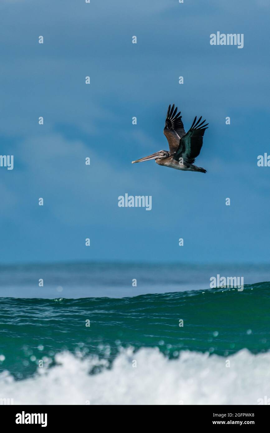 Ein fliegender brauner Pelikan (Pelecanus occidentalis), der auf blauem Himmel fliegt Stockfoto