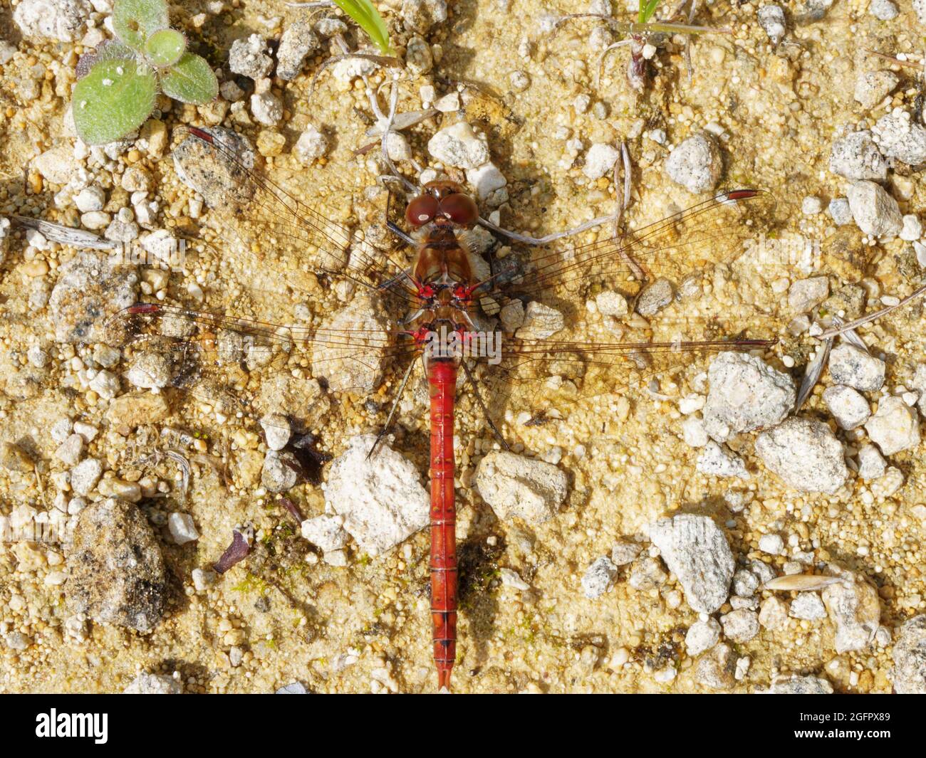 Makroaufnahme von männlicher Rotaderiger Darter (Rote Drachenfliege) auf sandfarbenem steinigen Boden mit grünem Blatt Stockfoto
