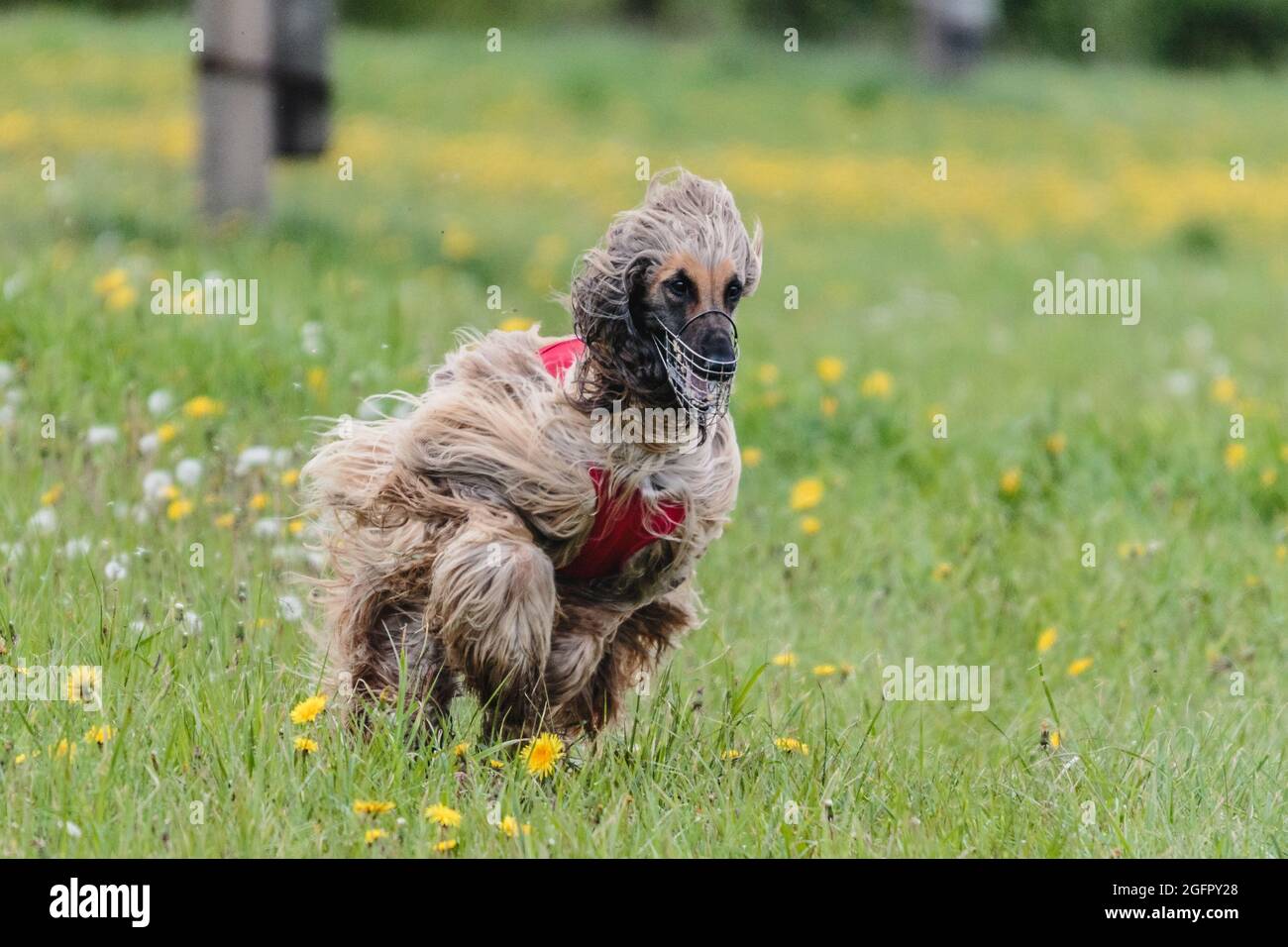 afghanischer Barsoi-Hund läuft locken Coursing Wettbewerb auf dem grünen Feld Stockfoto