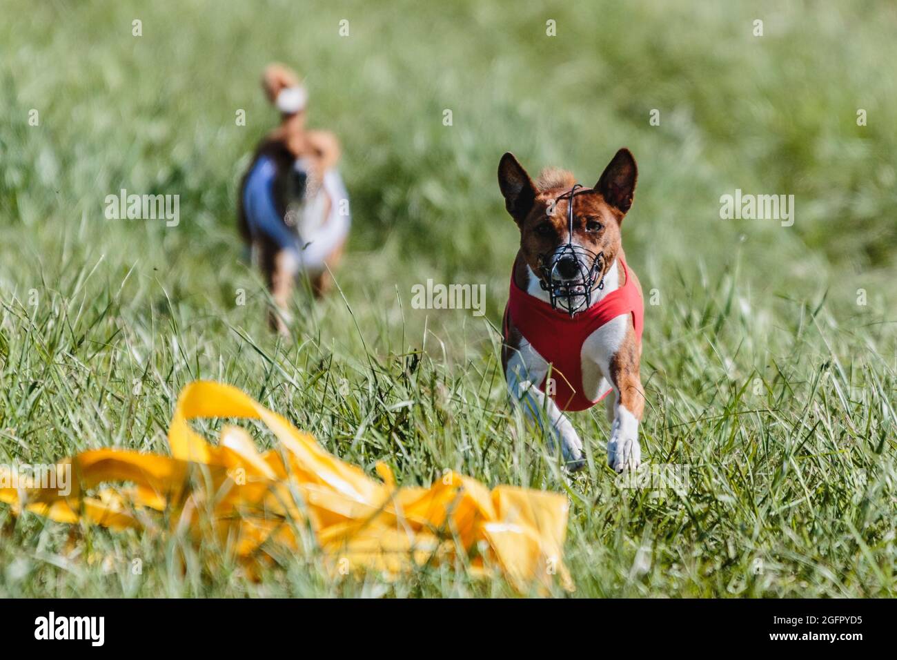 Basenji Hunde laufen Qualifikation für Lure Coursing Meisterschaft Stockfoto