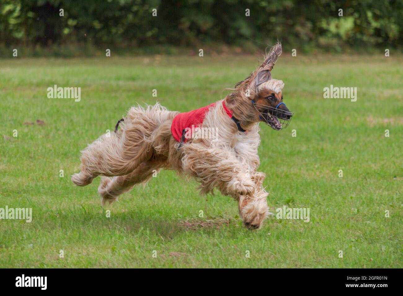 afghanischer Barsoi-Hund läuft locken Coursing Wettbewerb auf dem grünen Feld Stockfoto