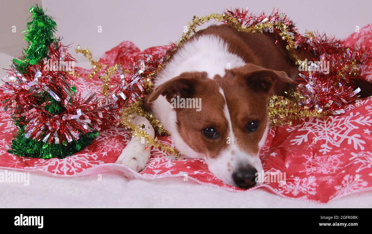 Hund verkleidet für Weihnachten und Feiertage Stockfoto