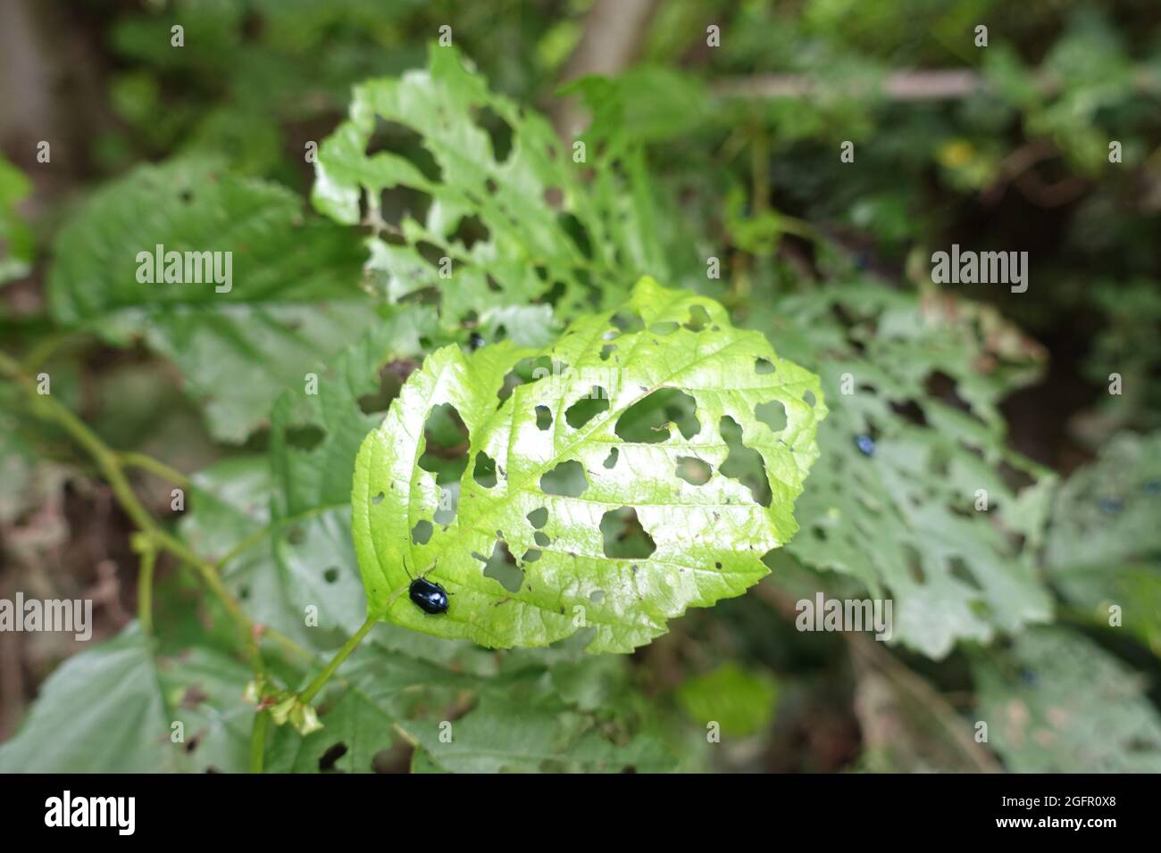 Erlenblattkäfer (Agelastica alni) - Futterflecken auf Erlenblättern Stockfoto