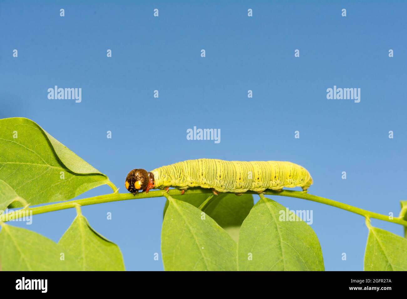 Silberfleckiger Skipper Caterpillar (Epargyreus clarus) Stockfoto