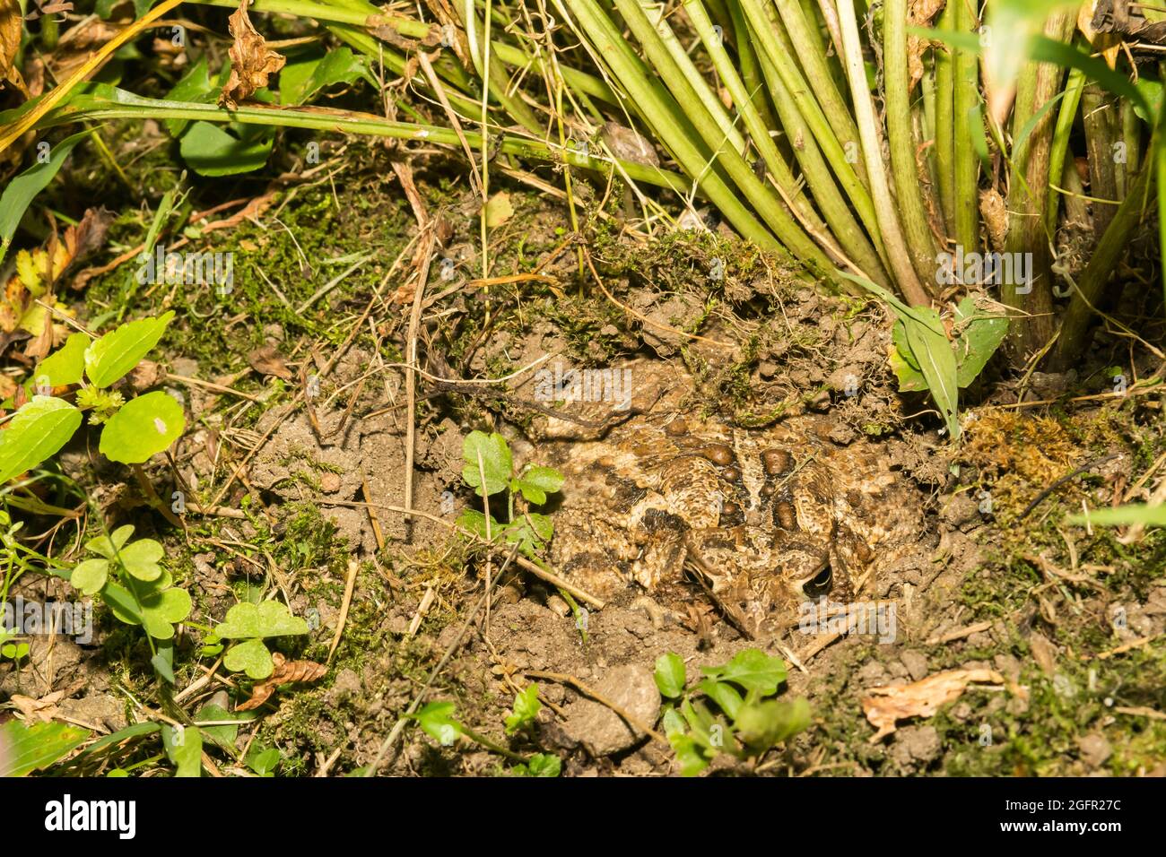 Eine amerikanische Kröte versteckt sich im Garten Stockfoto