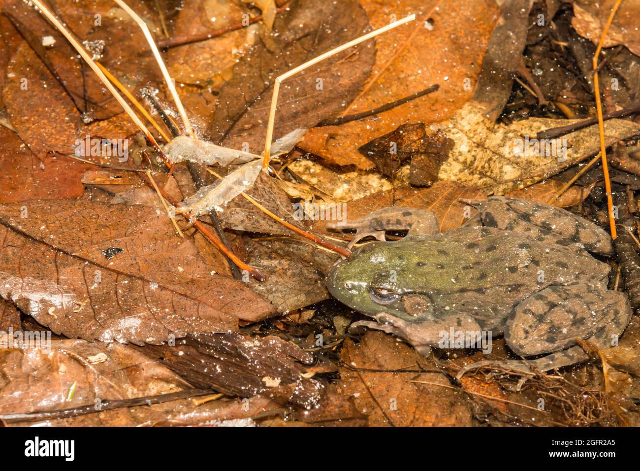 Grüner Frosch überwintert unter Eis Stockfoto