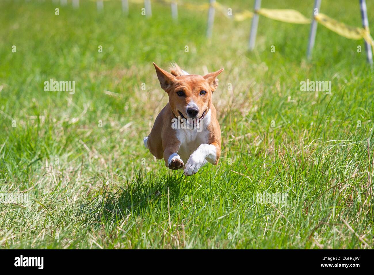 Der basenji-Hundeweltmeister hob sich während des Wettkampfs vom Boden ab Stockfoto