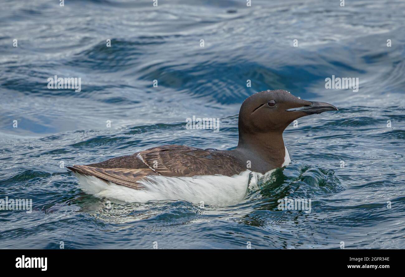 Gemeines Murren beim Schwimmen im Sitka Sound in der Nähe der Insel Saint Lazaria in Alaska Stockfoto