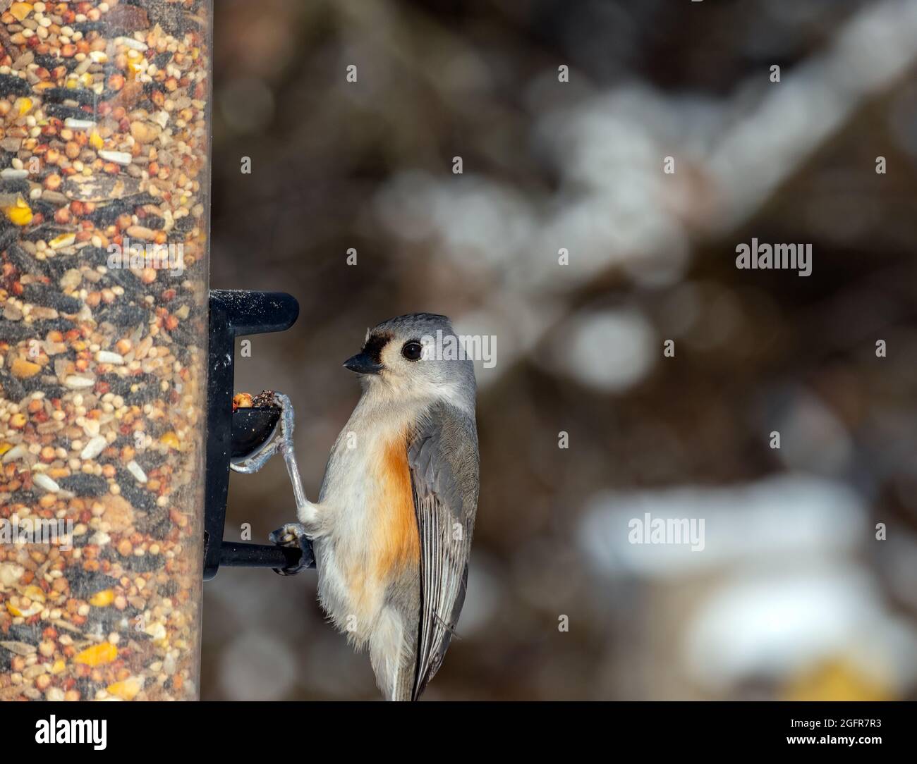 Diese süße kleine, getuftete Titmuse posierte schön für ein hübsches Vogelporträt am Samenfutter in Missouri. Bokeh-Hintergrund. Stockfoto