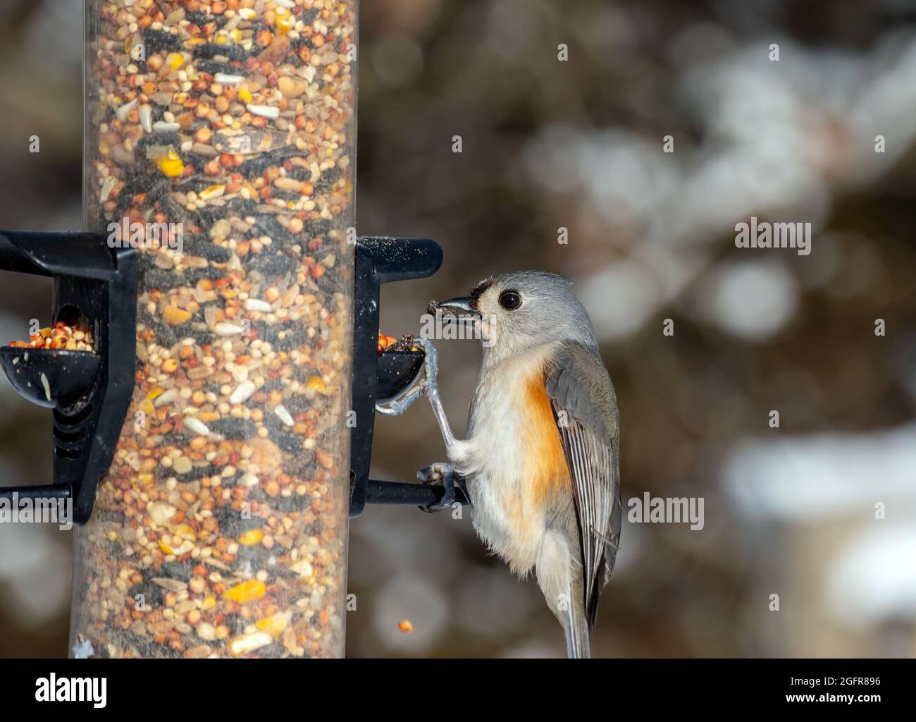 Die Zuschauer können den schwarzen Samen im Schnabel dieser entzückenden kleinen, getufteten Titmaus sehen, während sie einen Snack aus dem Futterhäuschen von Missouri genießt. Stockfoto