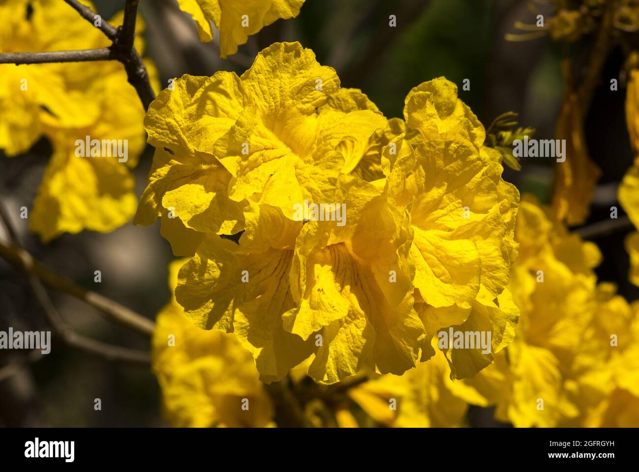 Tropische Blume Palo Blanco, abebuia donnell smithii Stockfoto