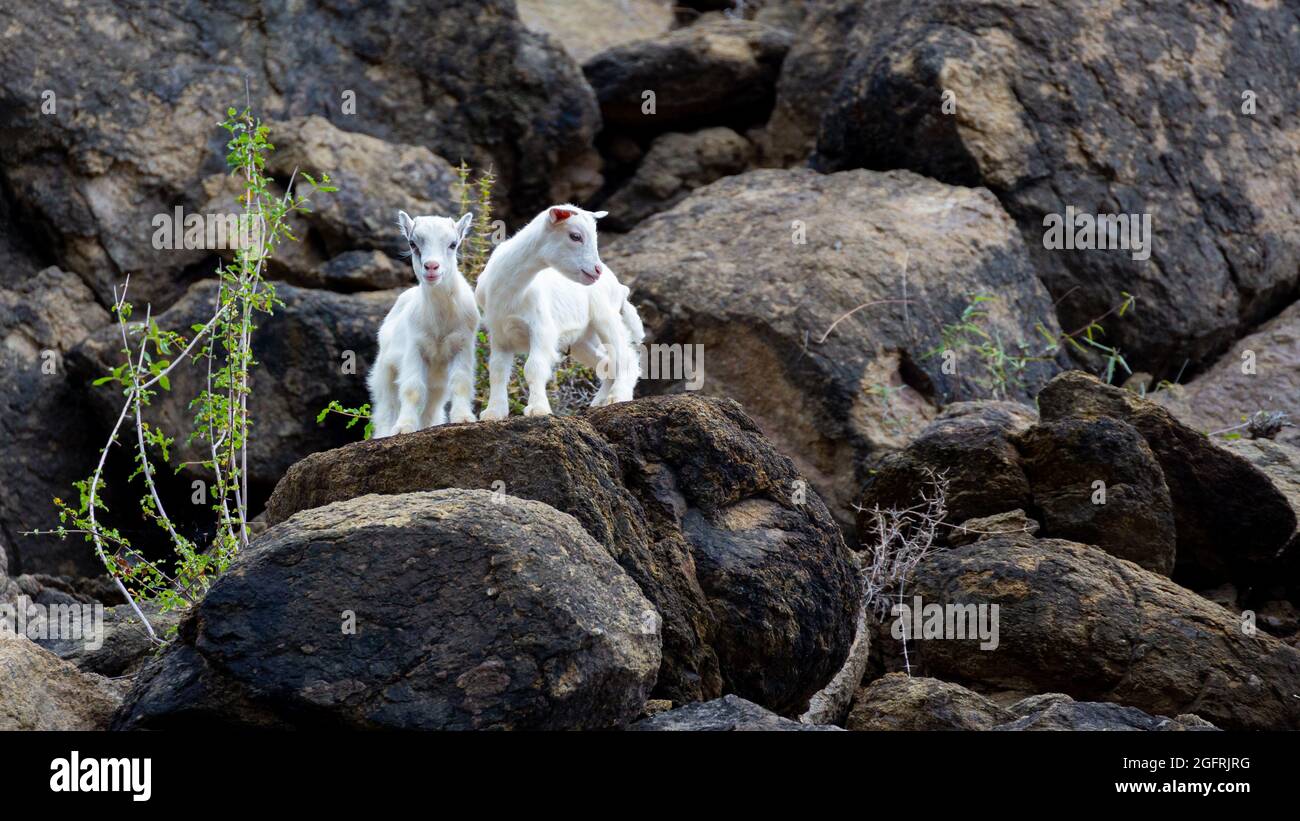 Zwei weiße Ziegen, die sich auf den Felsen umsehen Stockfoto
