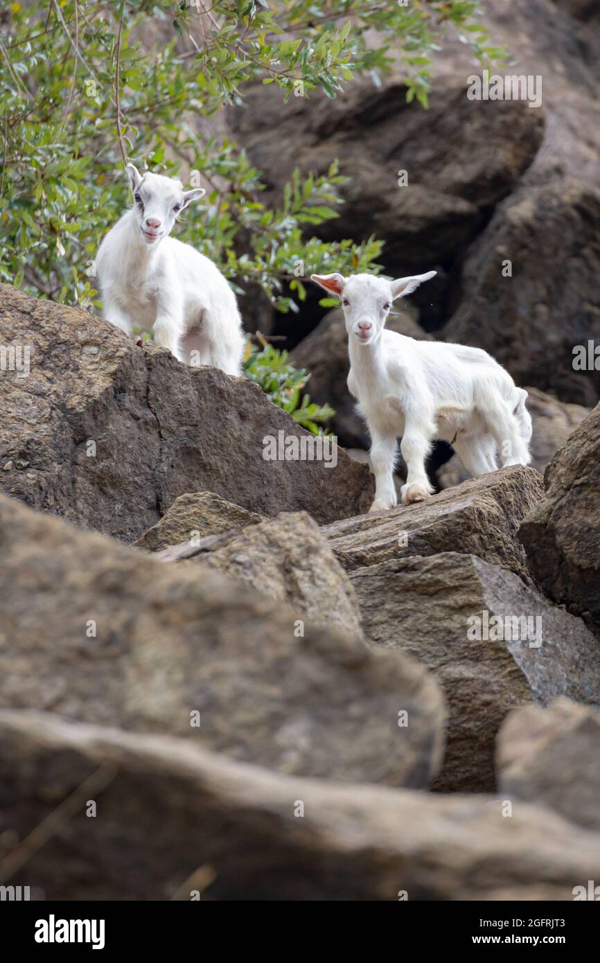 Zwei weiße Ziegen stehen auf den Felsen mit den Bäumen im Hintergrund Stockfoto
