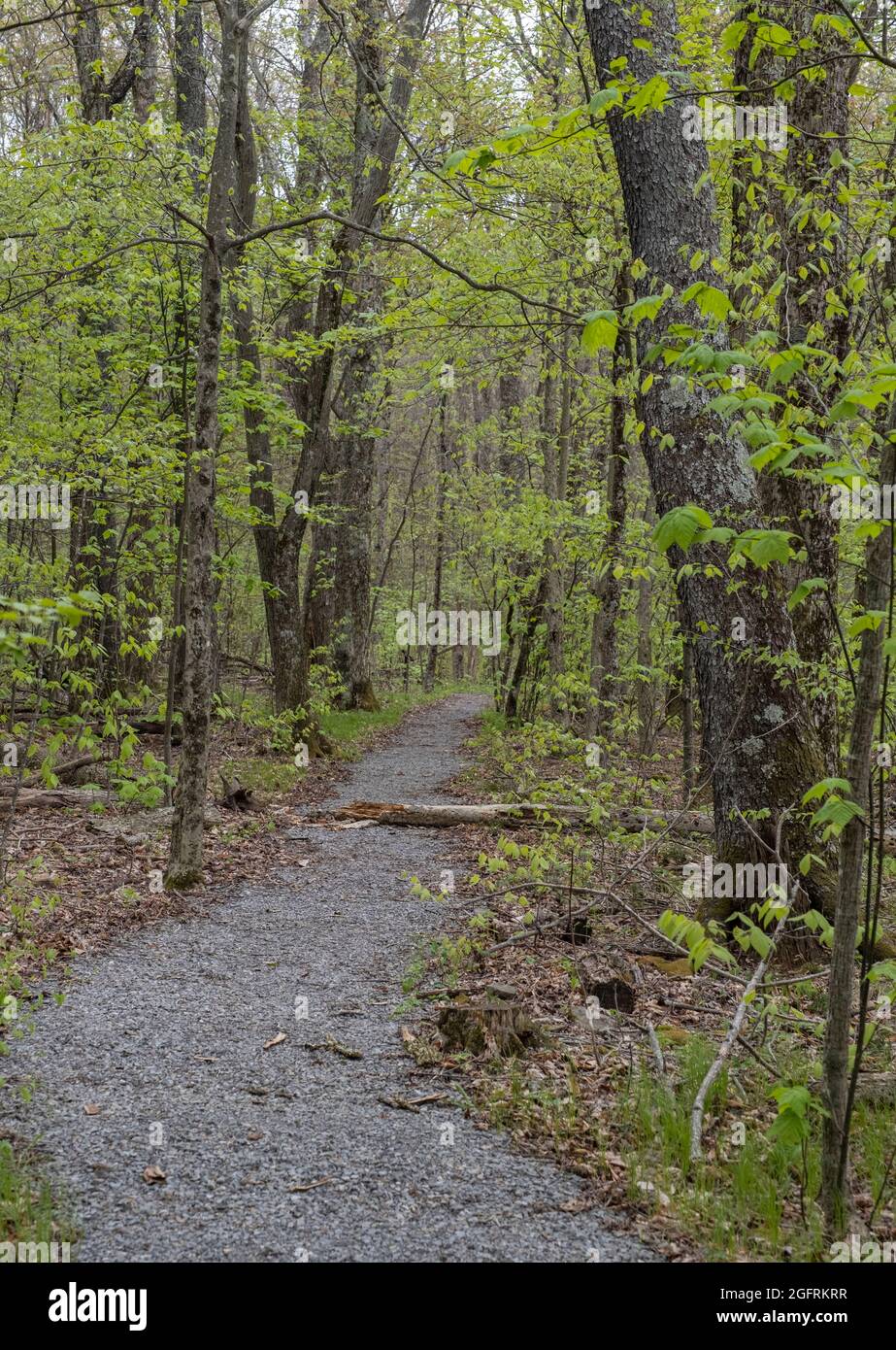 Cranberry Mountain, West Virginia. Frühlingslaub auf dem Naturlehrpfad. Stockfoto