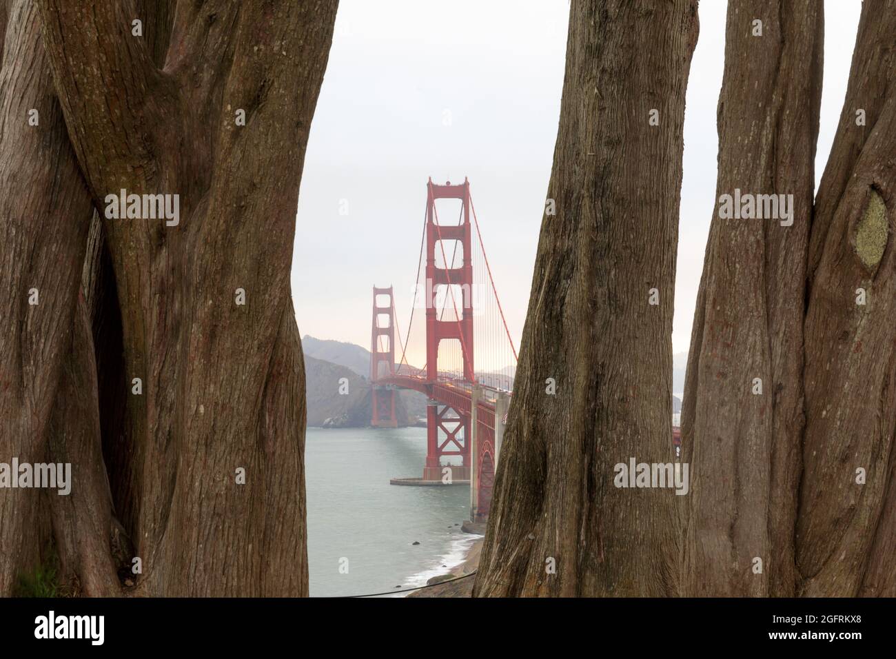 Golden Gate Bridge eingerahmt von Zypressen. California Coastal Trail, Presidio, San Francisco, Kalifornien, USA. Stockfoto