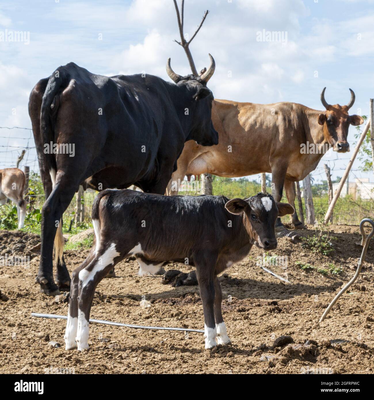 Selektiver Fokus von Kühen und einem Kalb auf einem Ackerland Stockfoto