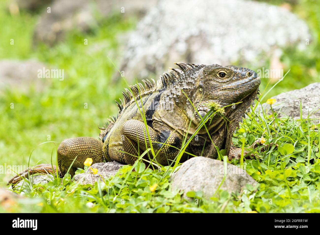 Iguana Verde Stockfoto