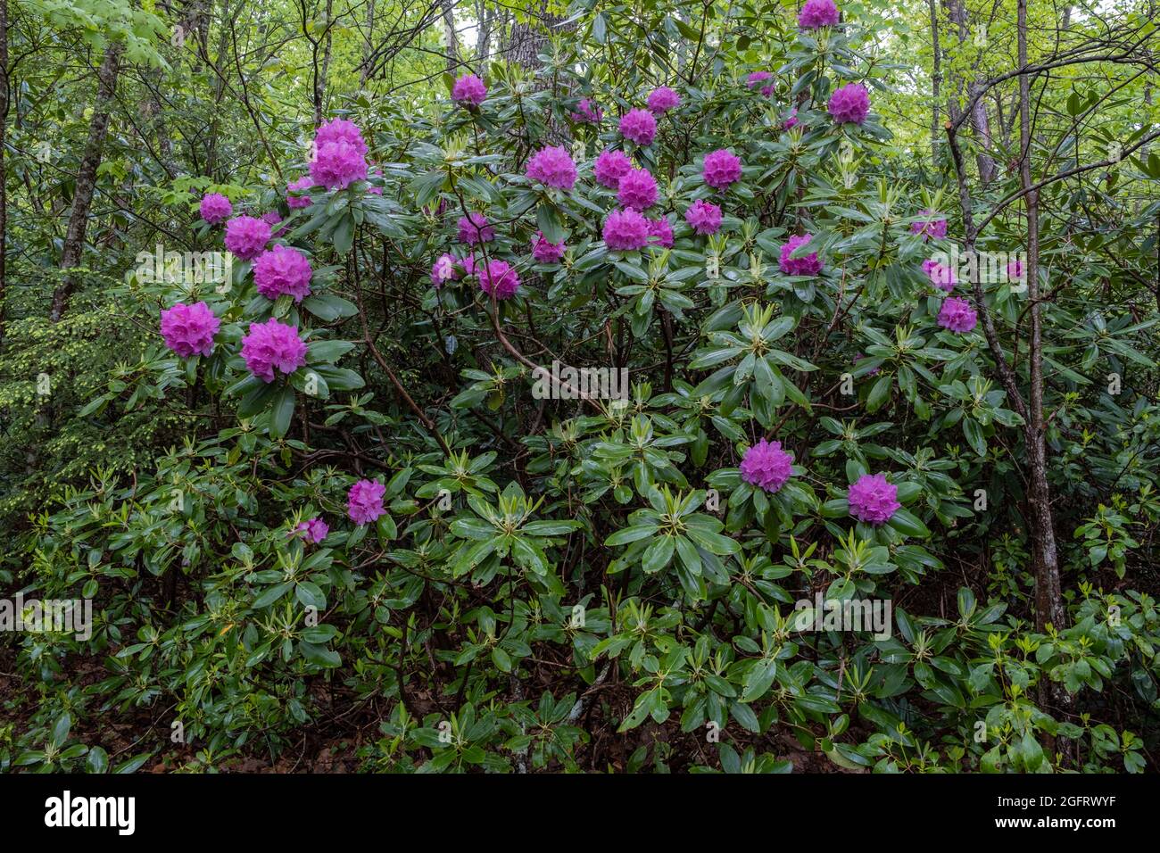 New River Gorge National Park, West Virginia. Rhododendron entlang des Endless Wall Trail. Stockfoto