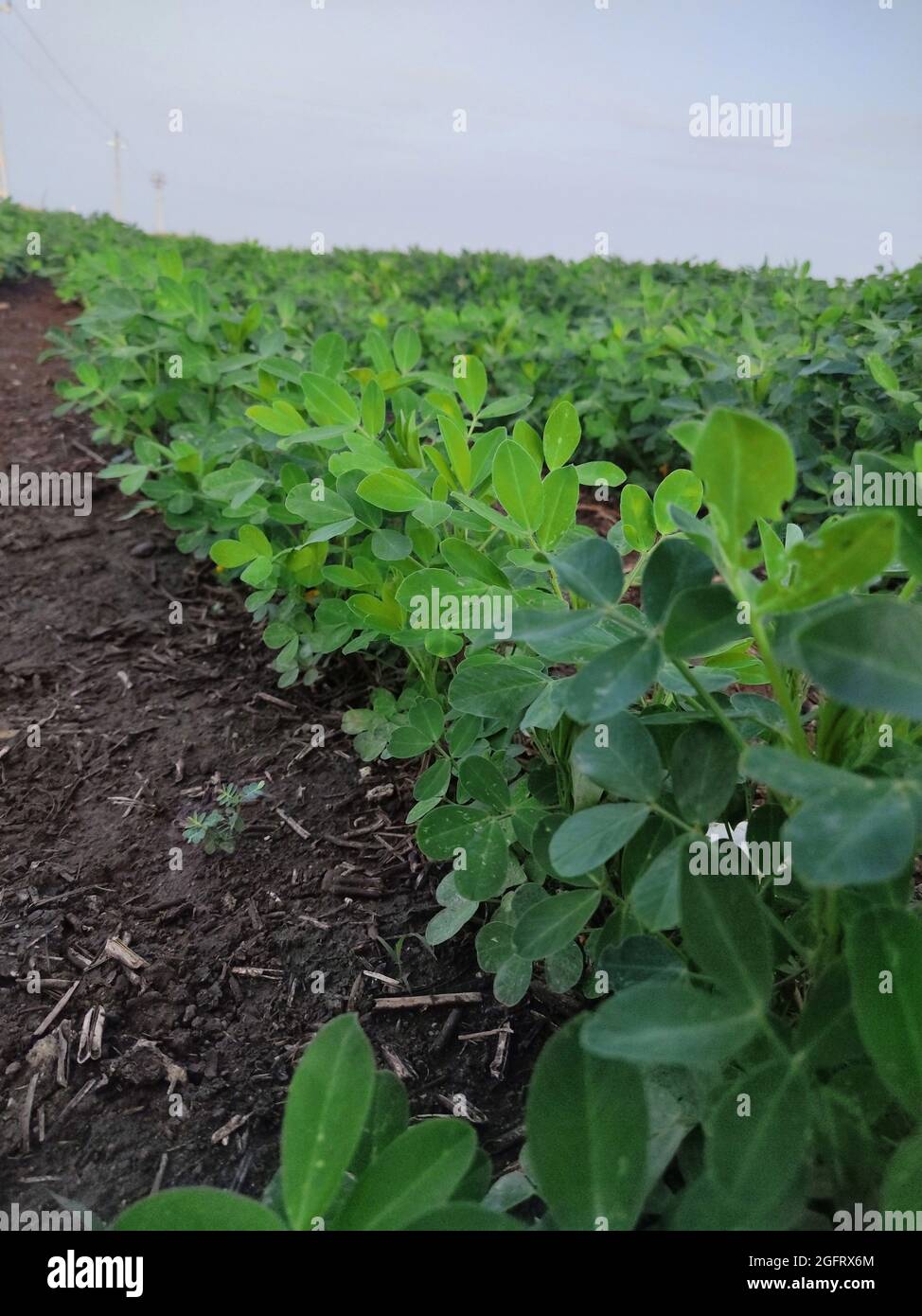 Erdnussfarm, Bio-Farm Landkulturen in Indien mehrere Schichten von Bergen fügen zu diesem organischen und fruchtbaren Ackerland in Indien, Erdnussfeld, Erdnussfeld t Stockfoto