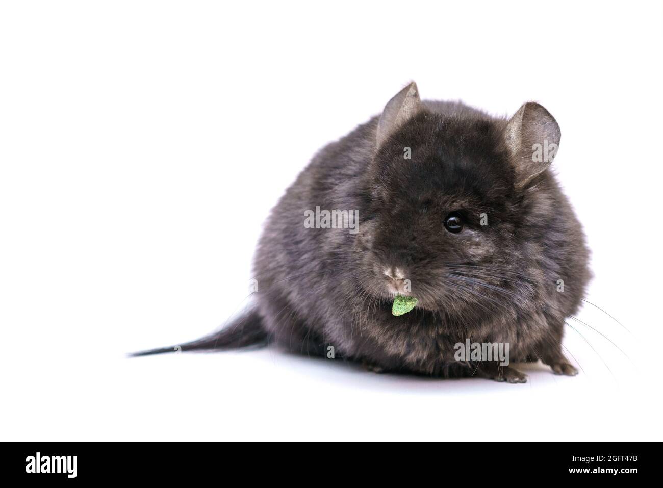 Niedliche graue Chinchilla frisst auf weißem Hintergrund. Zuhause pelzigen Tier von Nagetieren. Stockfoto