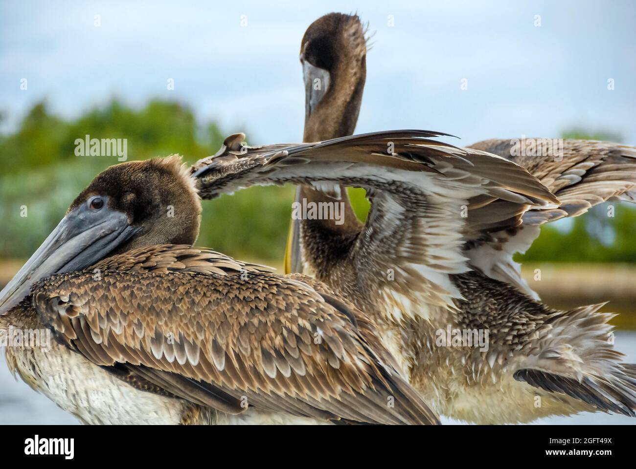 Braune Pelikane (Pelecanus occidentalis) im Südosten Floridas entlang des Boynton Inlet in Palm Beach County, Florida. (USA) Stockfoto