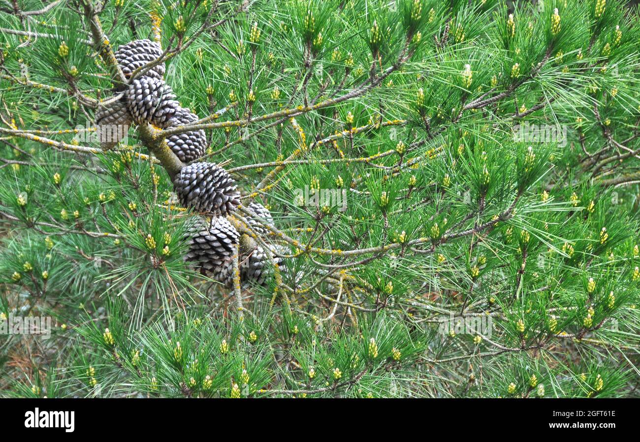 Ein Zweig aus Monterey-Kiefern (Pinus radiata), beladen mit Kegeln im Laub Stockfoto