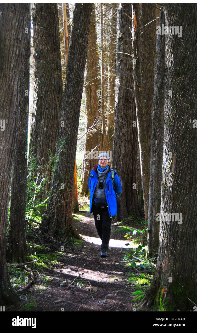 Eine Frau (62) schlendert durch Kiefern auf einer Spur im Hanmer Forest, NZ. Stockfoto