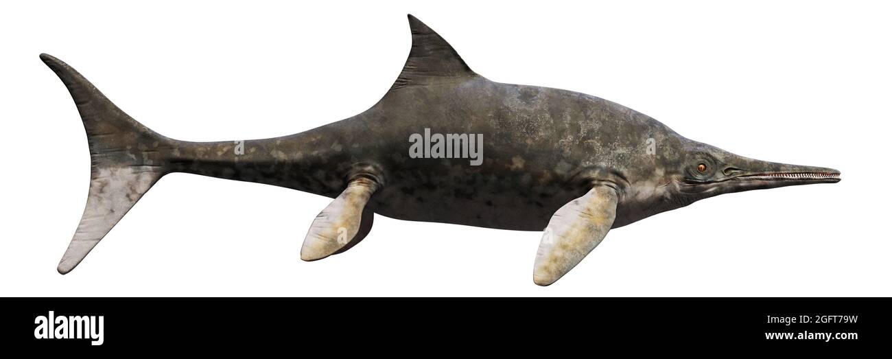 Ichthyosaur, großes ausgestorbenes marines Reptil aus der frühen Trias- bis zur späten Kreidezeit, isoliert auf weißem Hintergrund Stockfoto