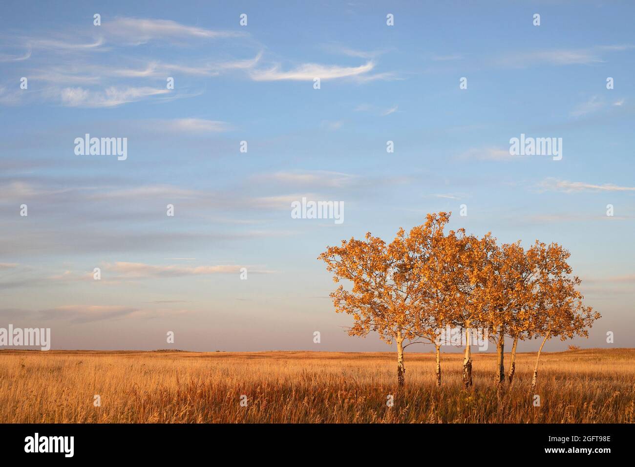 Zitternde Espen auf kanadischem Präriegrasland mit gelbem Herbstlaub in Alberta, Kanada. Populus tremuloides. Stockfoto