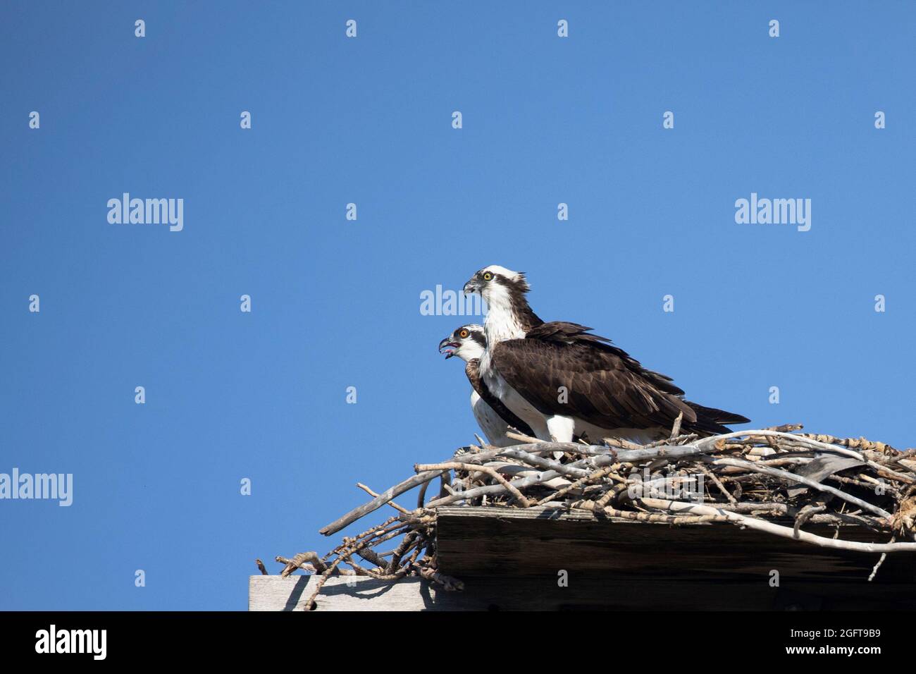 Übergeordnetes Fischadler (vorne) und Jungvogel auf dem Nest. Stockfoto