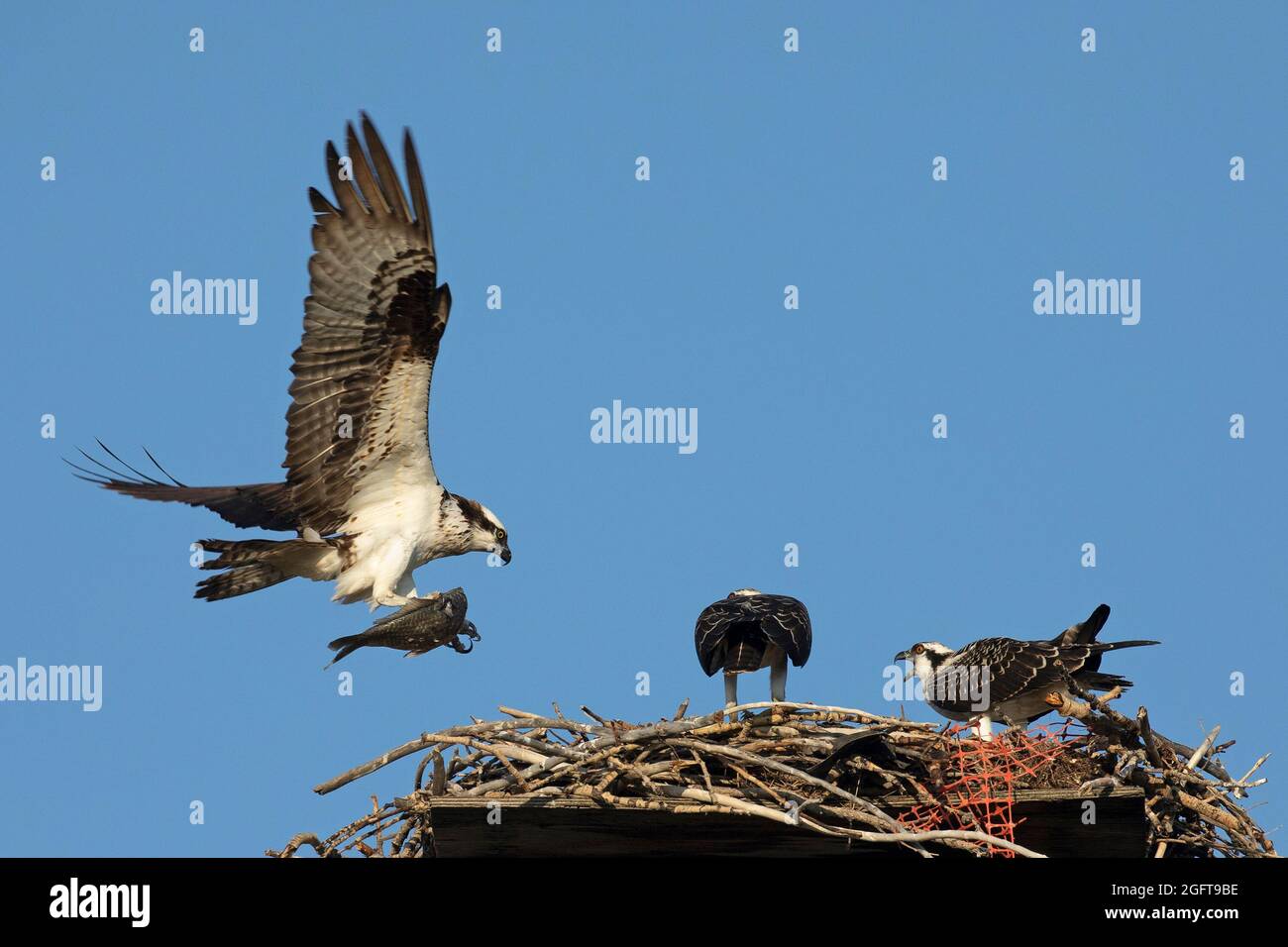 Ausgewachsener Fischadler, der mit Fischen in Krallen ins Nest fliegt, um seine jungen Jungvögel zu füttern. Pandion haliaetus Stockfoto