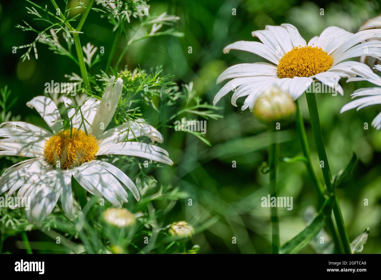 Eine Gänseblümchen-ähnliche Kamillenblüte aus der Nähe des üppigen Grüns. Selektiver geringer Fokus, Sommer tagsüber, unscharfer Hintergrund. Gartenarbeit, Floristik, Kochfeld Stockfoto